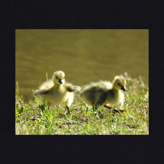 Baby goslings, Canadian Geese, wildlife gifts by sandyo2ly